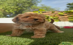 Caniche Toy perros en venta: CANICHE TOY MACHOS - Imagen 16