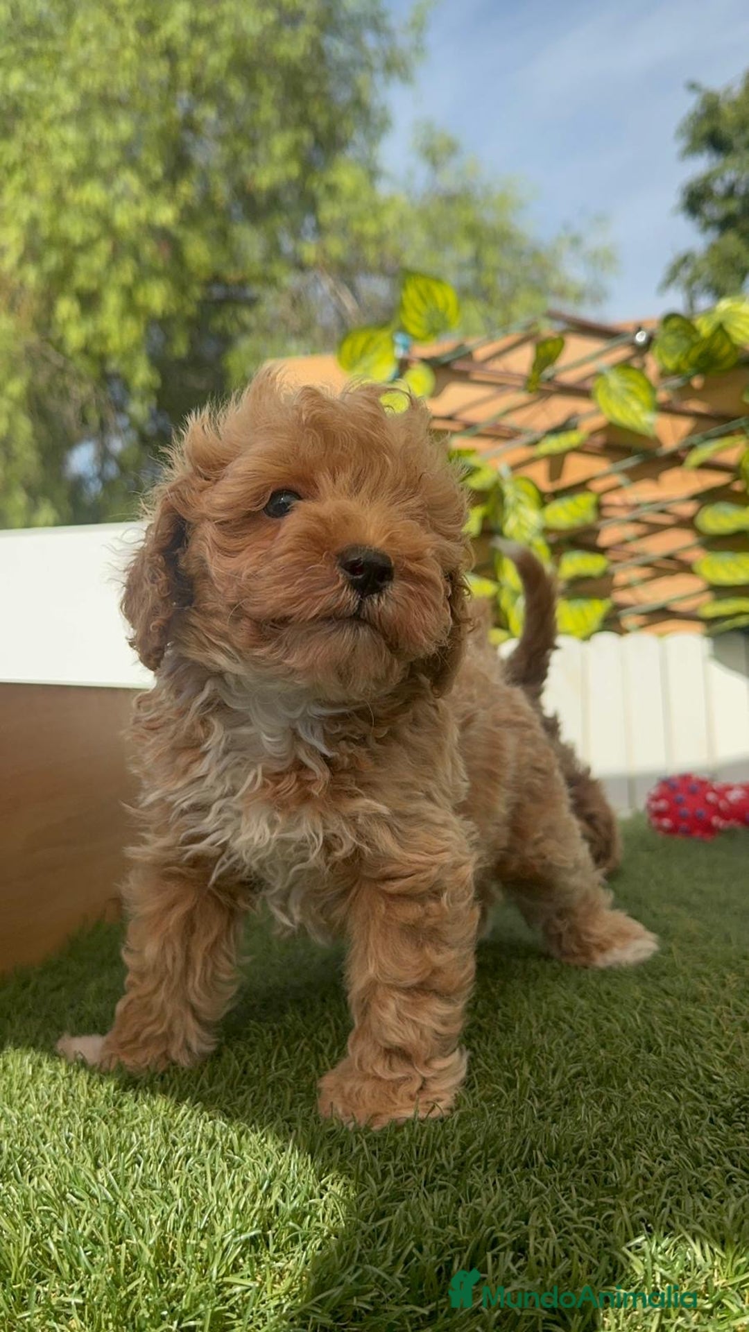 Caniche Toy perros en venta: CANICHE TOY MACHOS - Imagen 16