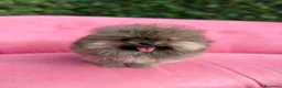 Pomerania perros en venta: Espectacular Pomerania  - Anuncio 3