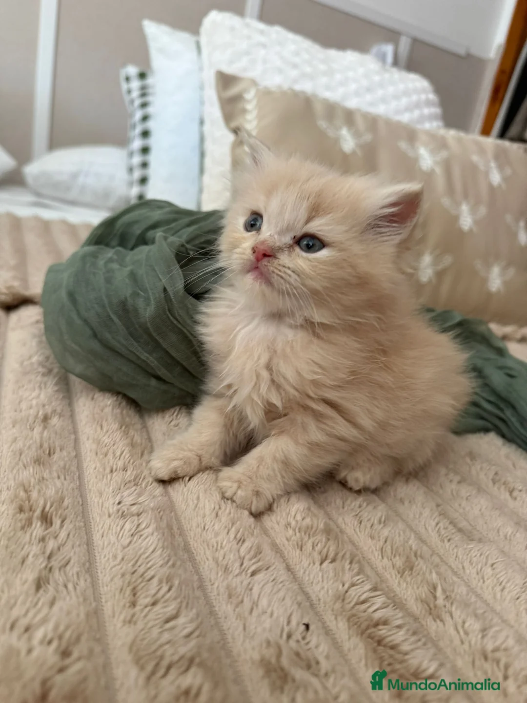 Persa gatos en venta: Gatos persas - Anuncio 2