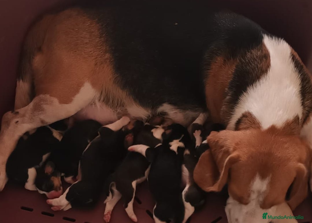 Beagle perros en venta: Beagle tricolor  - Imagen 16