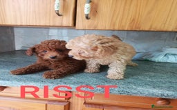 Caniche Toy perros en venta: CANICHES TOYS CALIDAD Y SELECCIÓN  - Imagen 6