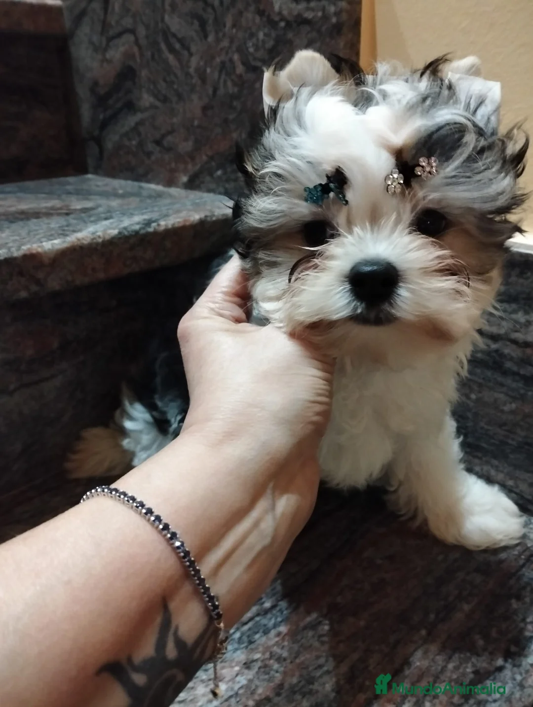 Biewer Yorkshire Terrier a la Pom Pon perros en venta: Machito de Yorkshire Biewer  - Anuncio 5