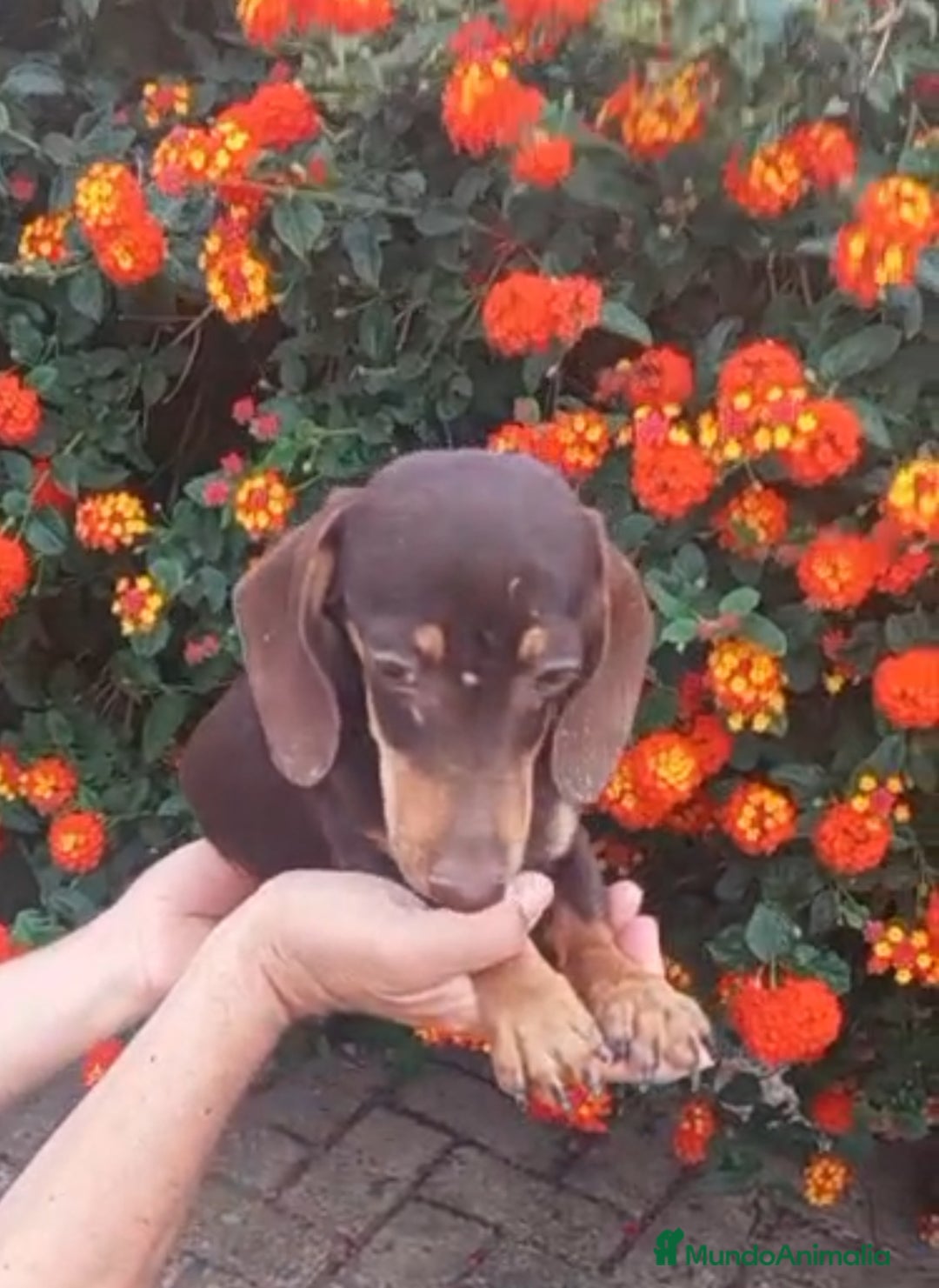 Teckel Miniatura perros en venta: Teckel chocolate miniatura - Anuncio 2