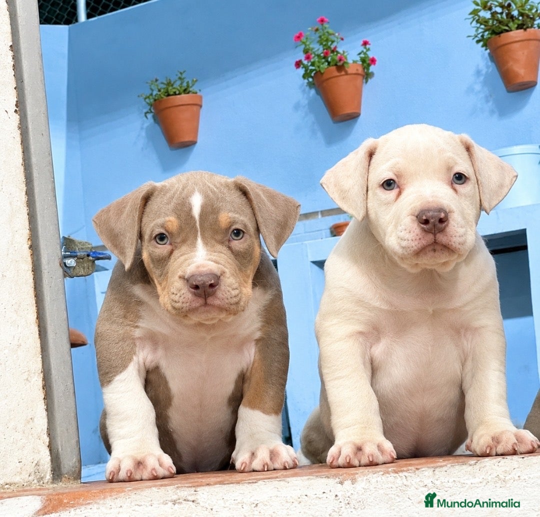 American Bully perros en venta: American Bully XL - Anuncio 1
