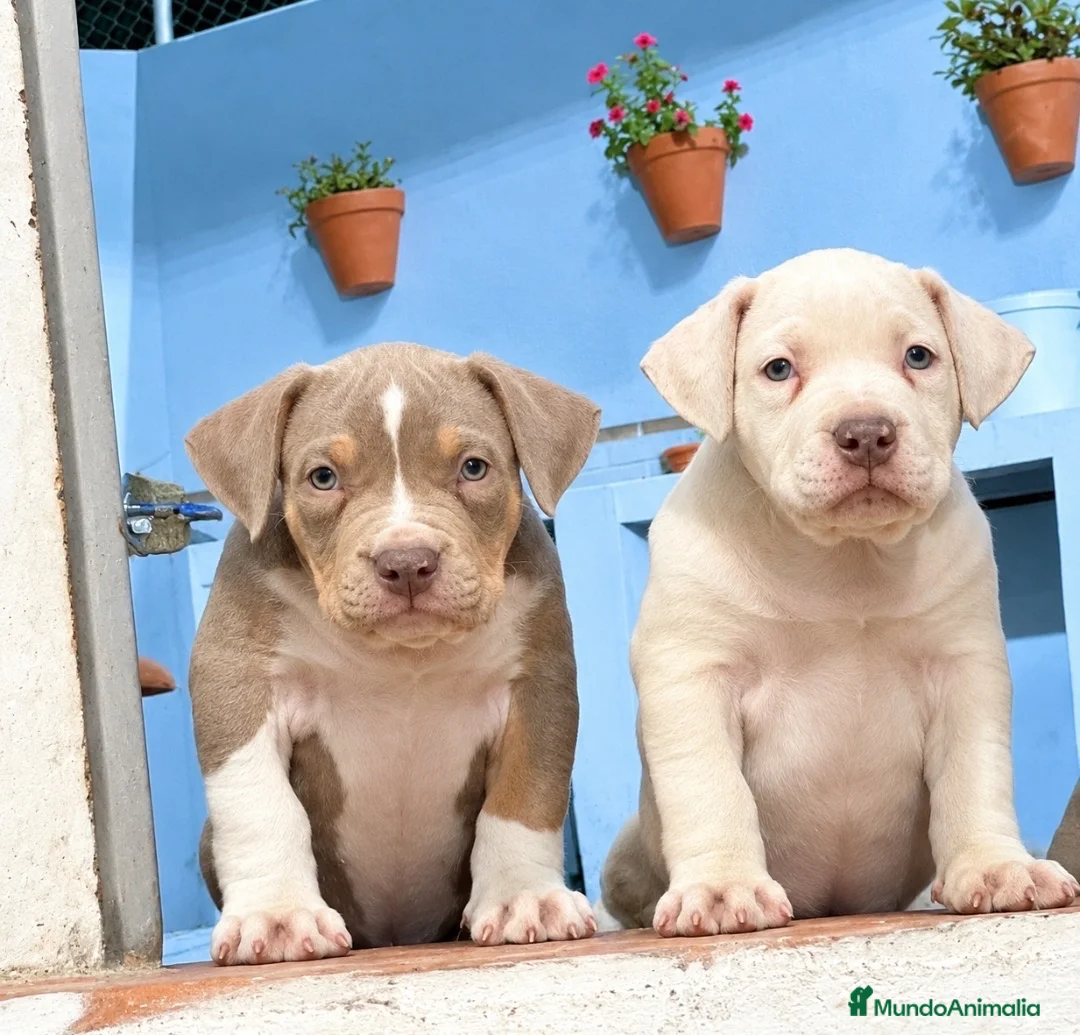 American Bully perros en venta: American Bully XL - Anuncio 1