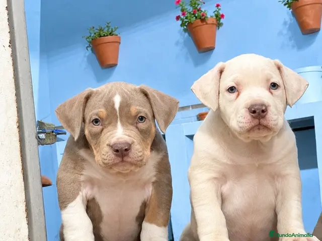 American Bully perros en venta: American Bully XL - Anuncio 1