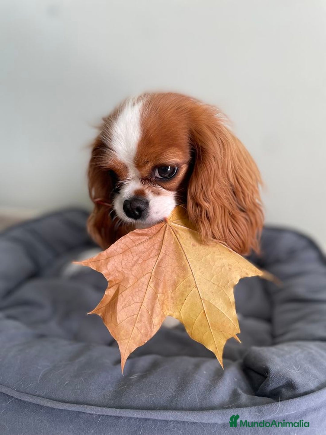 Cavalier King Charles Spaniel perros en venta: Cavalier puppy - Anuncio 5