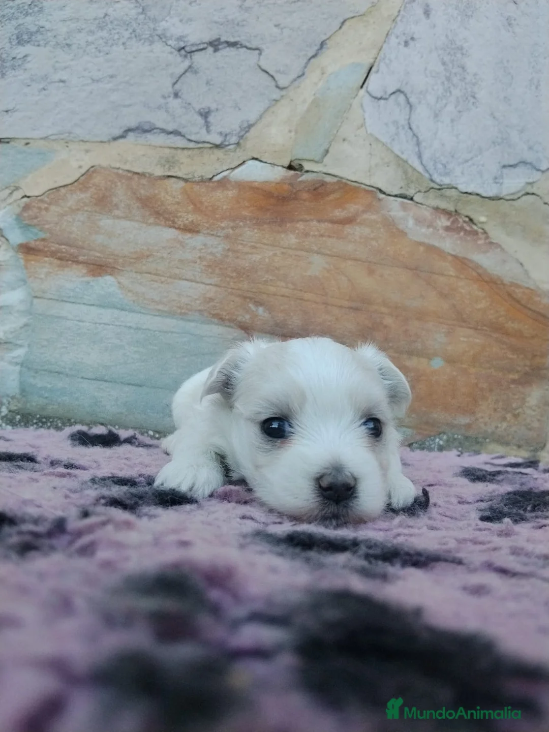 Yorkshire Terrier perros en venta: MAGNIFICOS EJEMPLARES - Anuncio 6