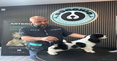 Cocker Spaniel Americano perros - Anuncio 14