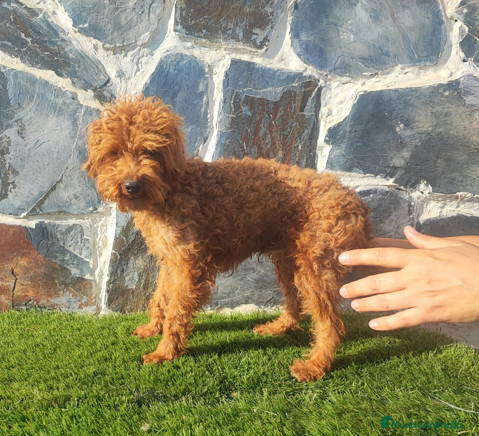 Caniche Enano perros CANICHE MACHO ADULTO - Anuncio 1