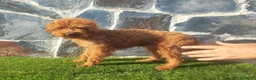 Caniche Enano perros en venta: CANICHE MACHO ADULTO - Anuncio 1