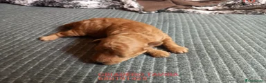 Caniche Toy Cachorro 4