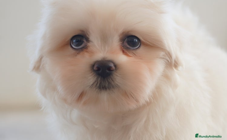 Maltipoo perros - Anuncio 1