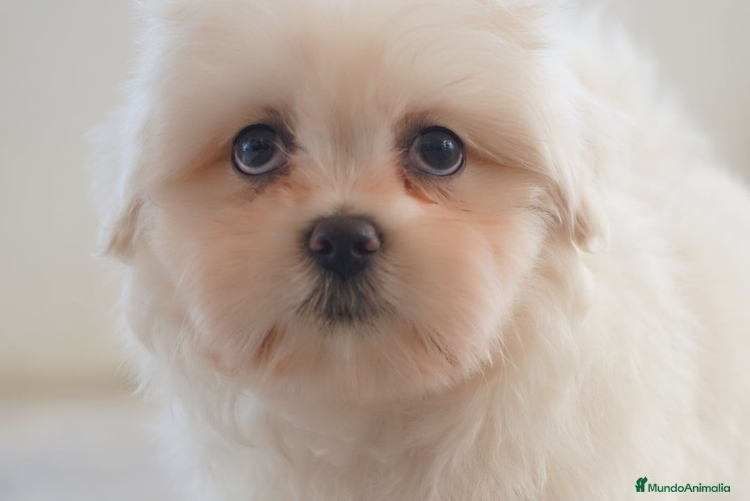 Maltipoo perros en venta: ✨ Snow & Carnival ✨ - Imagen 1