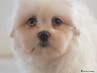 Maltipoo perros - Anuncio 17
