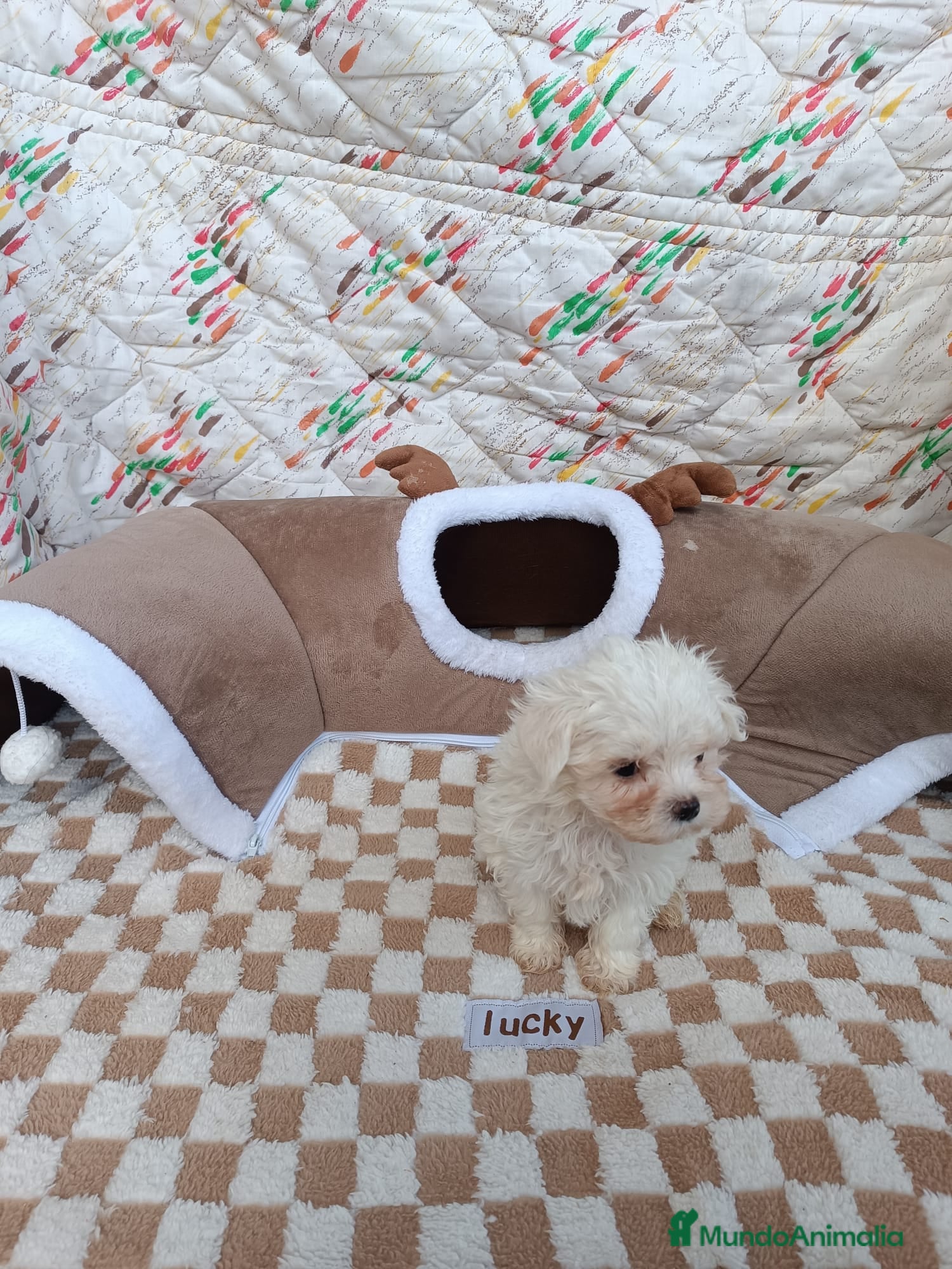 Bichón Maltés perros BICHÓN MALTES MACHITO - Anuncio 10