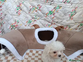 Bichón Maltés perros BICHÓN MALTES MACHITO - Anuncio 10