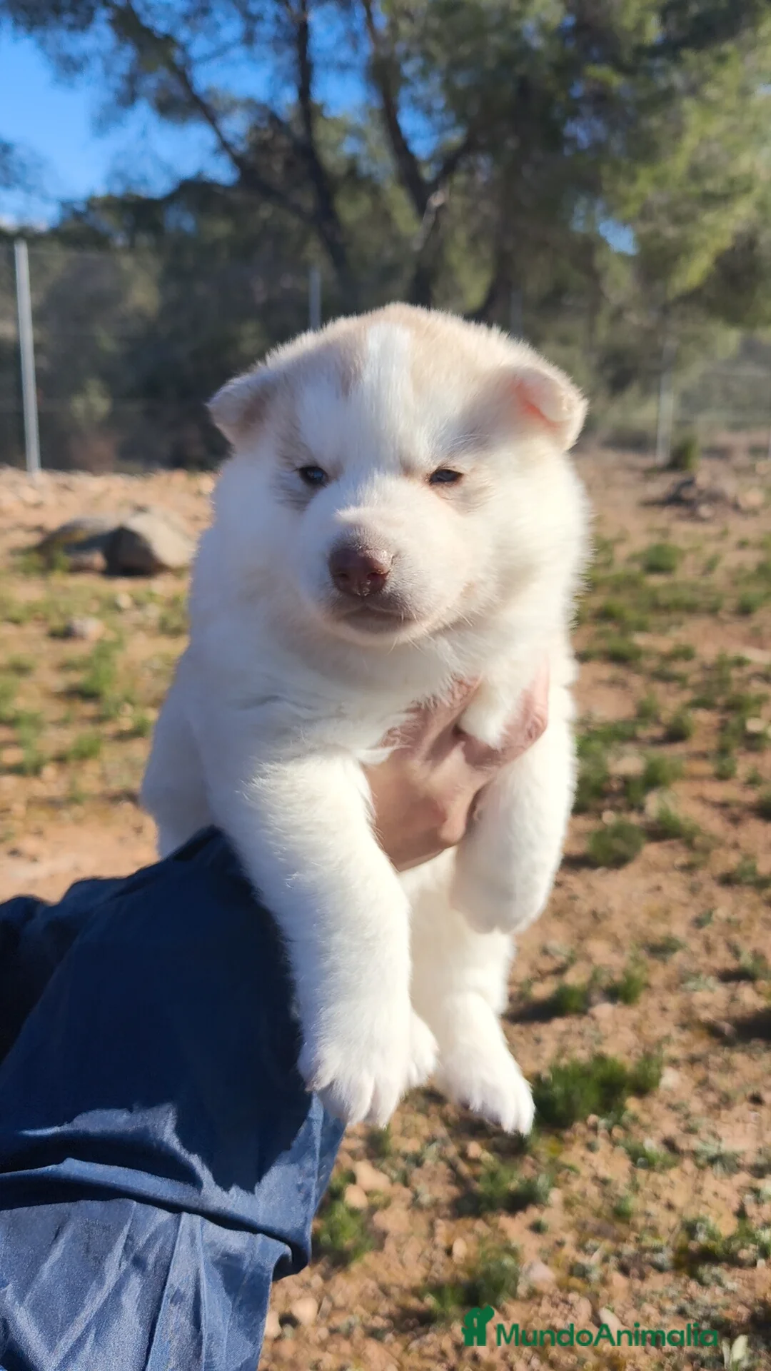 Husky Siberiano perros en venta: Husky SIBERIANO Macho y Hembra  - Anuncio 4