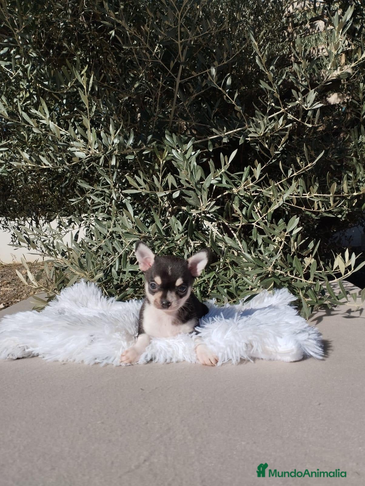 Chihuahua perros en venta: Gran camada de CHIHUAHUA. - Anuncio 2
