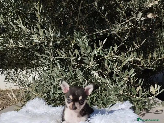 Chihuahua perros en venta: Gran camada de CHIHUAHUA. - Anuncio 2