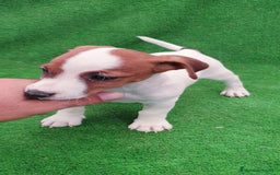 Jack Russell Terrier perros en venta: Jack Russell  - Imagen 2