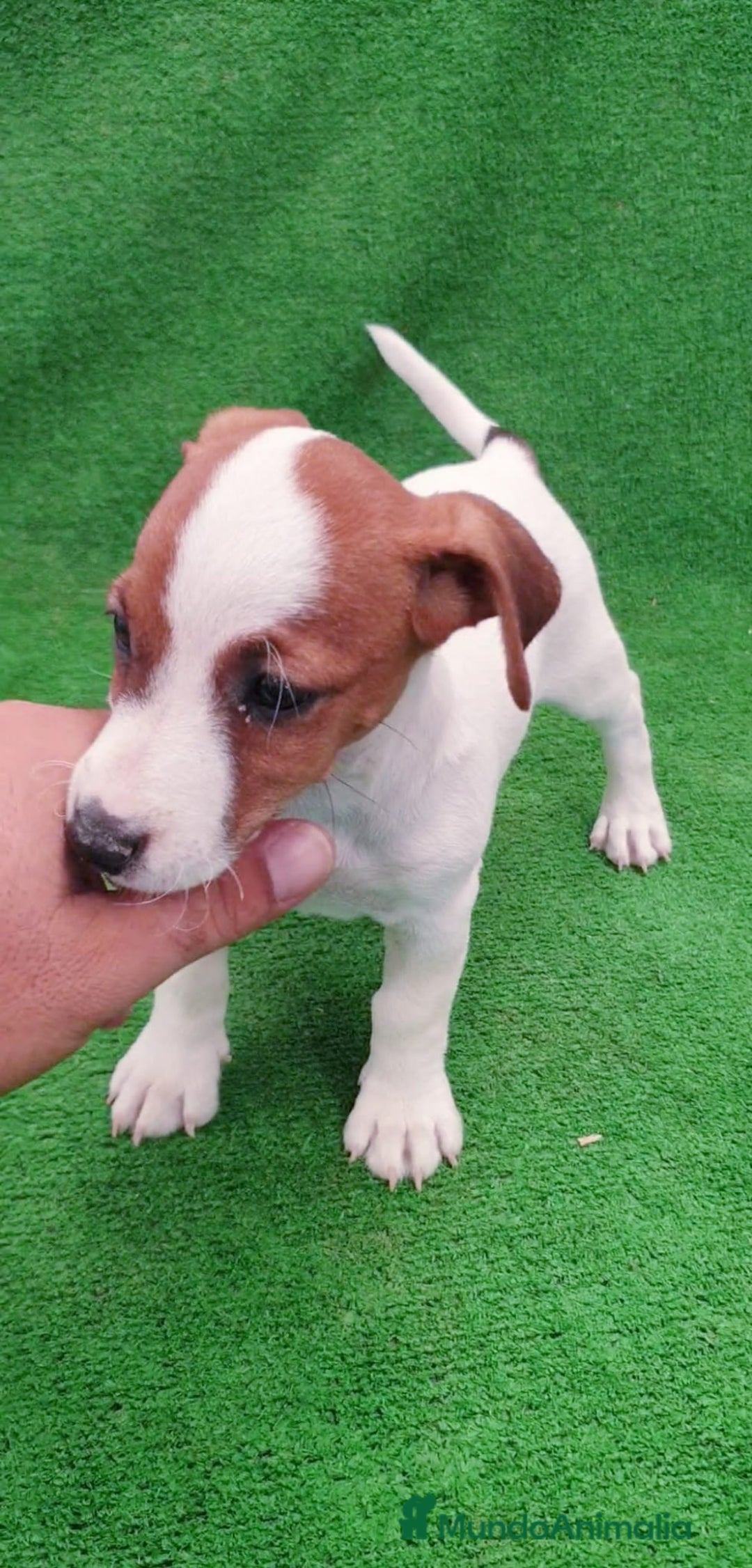 Jack Russell Terrier perros en venta: Jack Russell  - Imagen 2