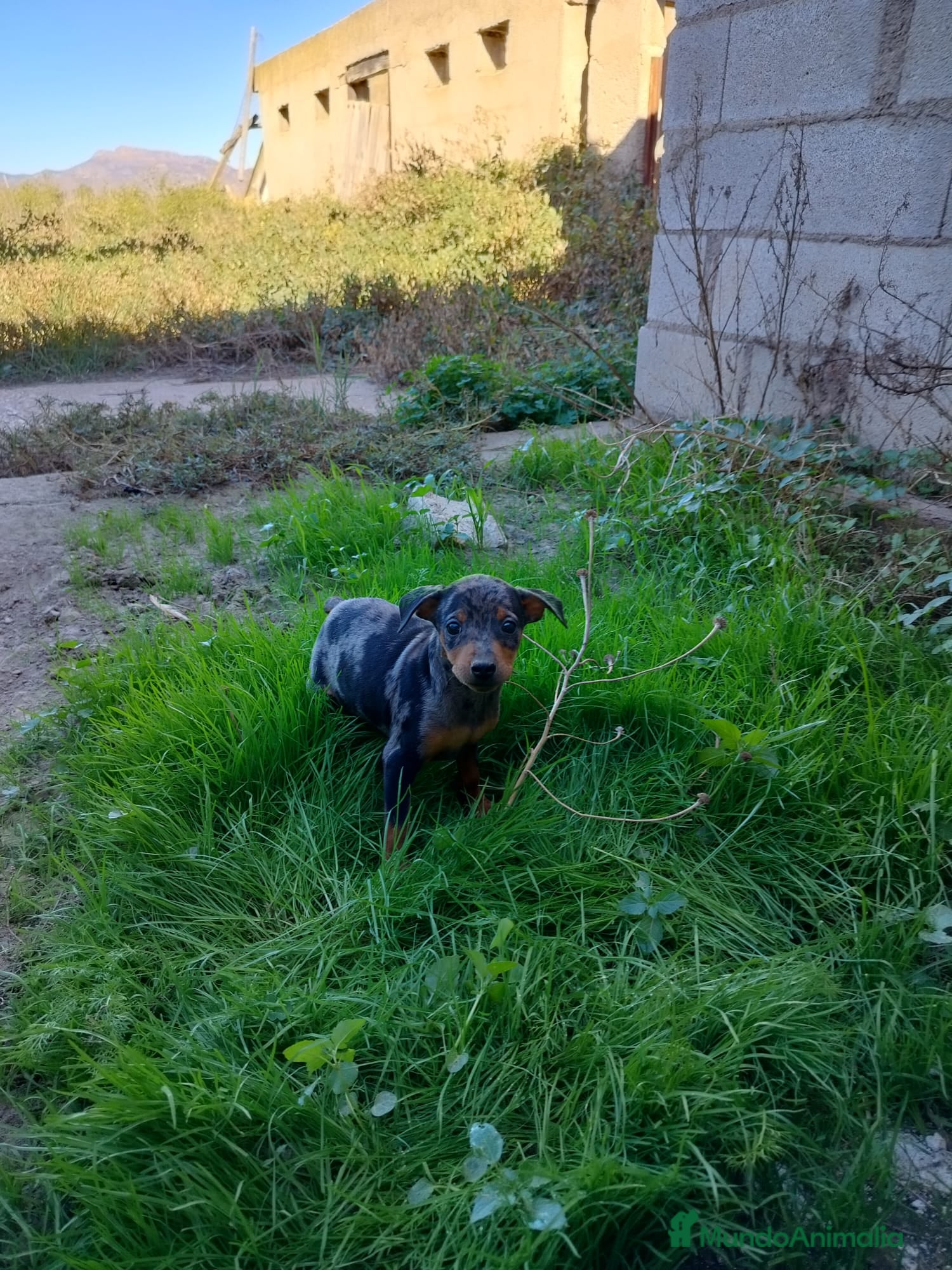 Pinscher Miniatura perros PINCHER EXCLUSIVOS - Anuncio 4