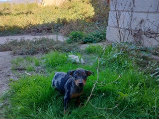 Pinscher Miniatura perros PINCHER EXCLUSIVOS - Anuncio 23