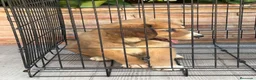 Pastor de Asia Central perros en venta: Macho y hembra alabai - Anuncio 9