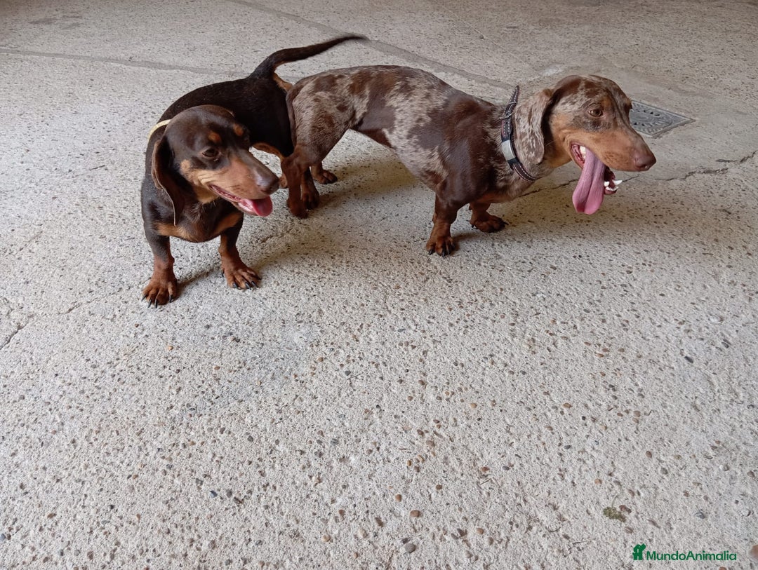 Teckel Miniatura perros en venta: Teckel mini - Anuncio 7