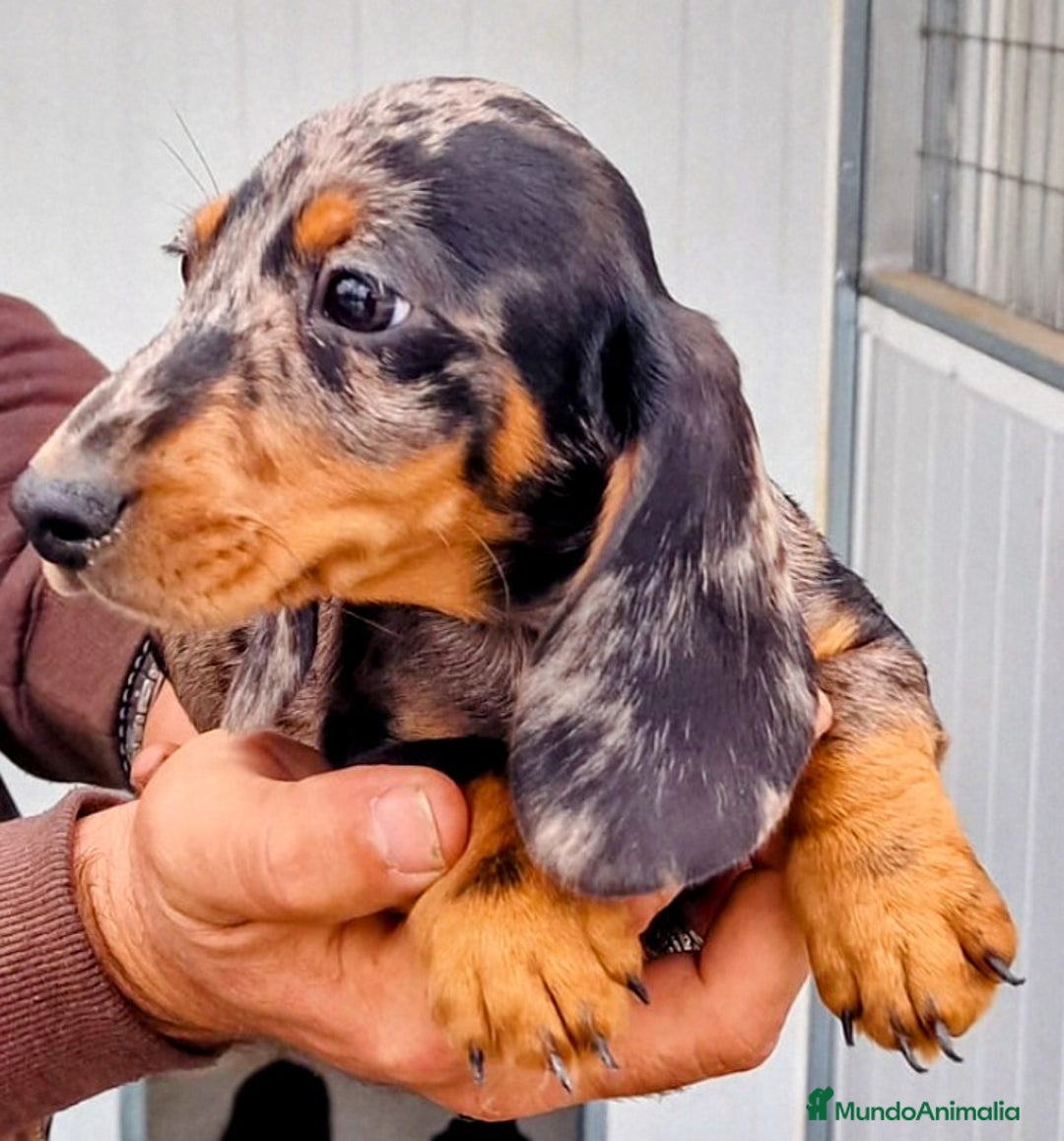 Teckel perros en venta: Teckel miniatura precio real - Anuncio 8