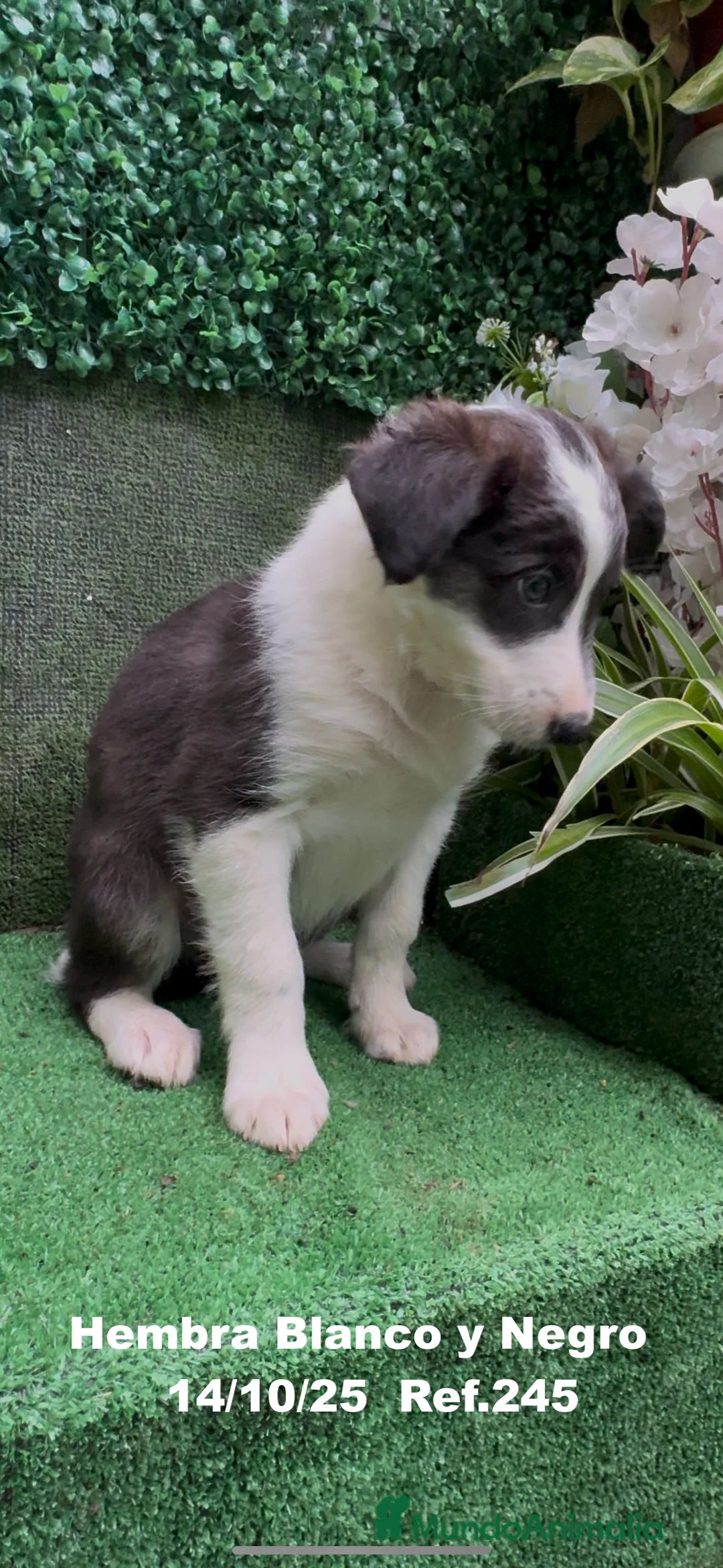 Border Collie perros en venta: Border Collie De Villa Biznaga - Anuncio 31
