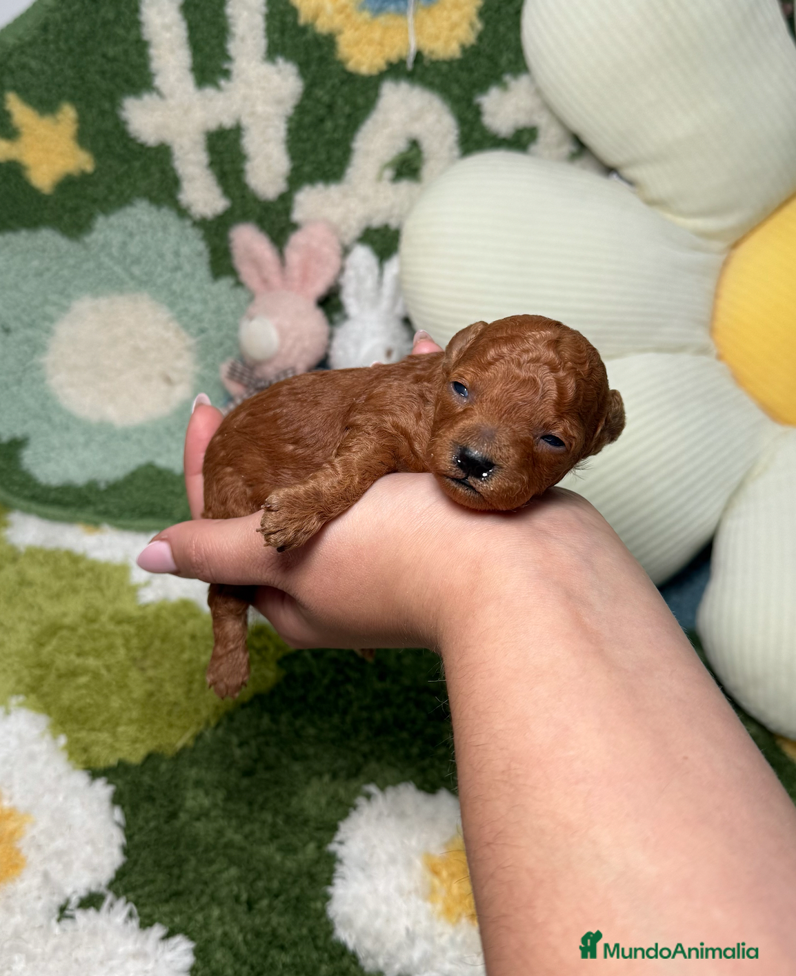 Caniche Toy perros Caniche Teacup Rojo Macho - Anuncio 2