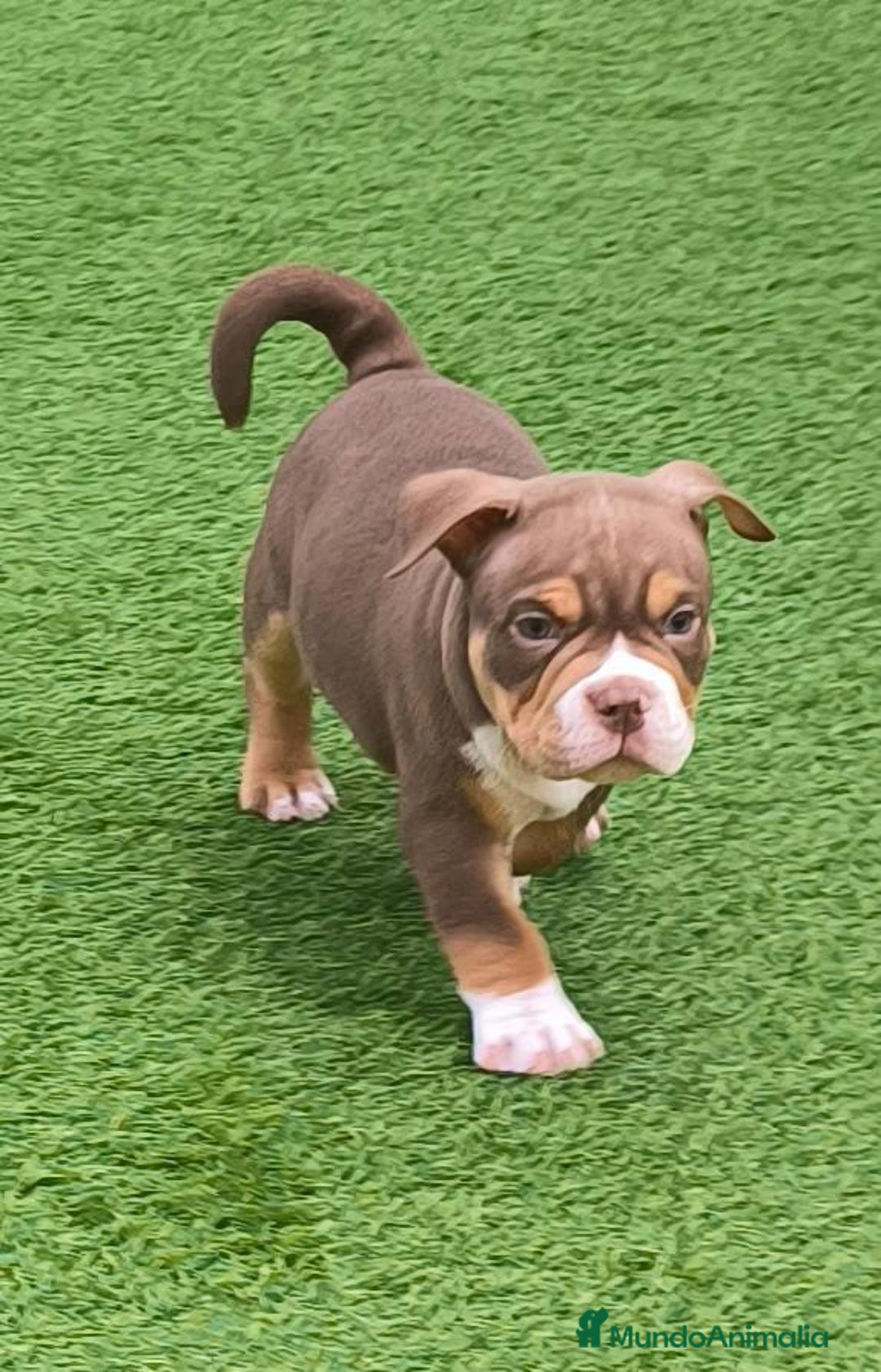 American Bully perros en venta: American bully pocket  - Anuncio 1