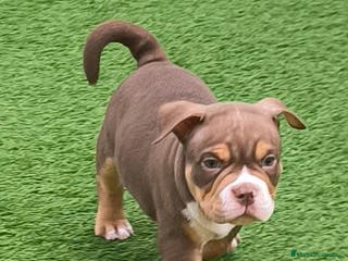 American Bully perros American bully pocket - Anuncio 7