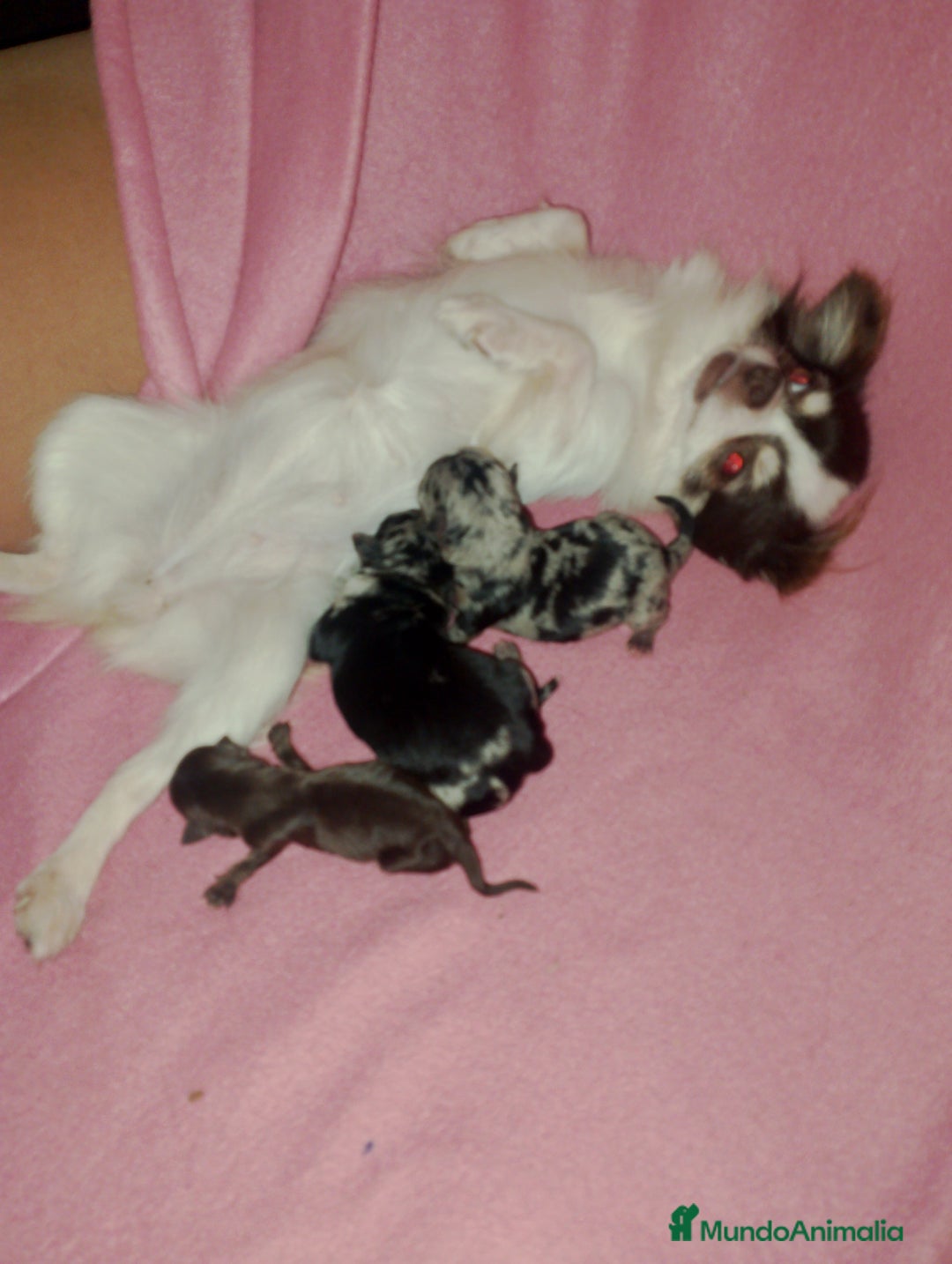 Chihuahua perros en venta: Último macho merle  - Imagen 4