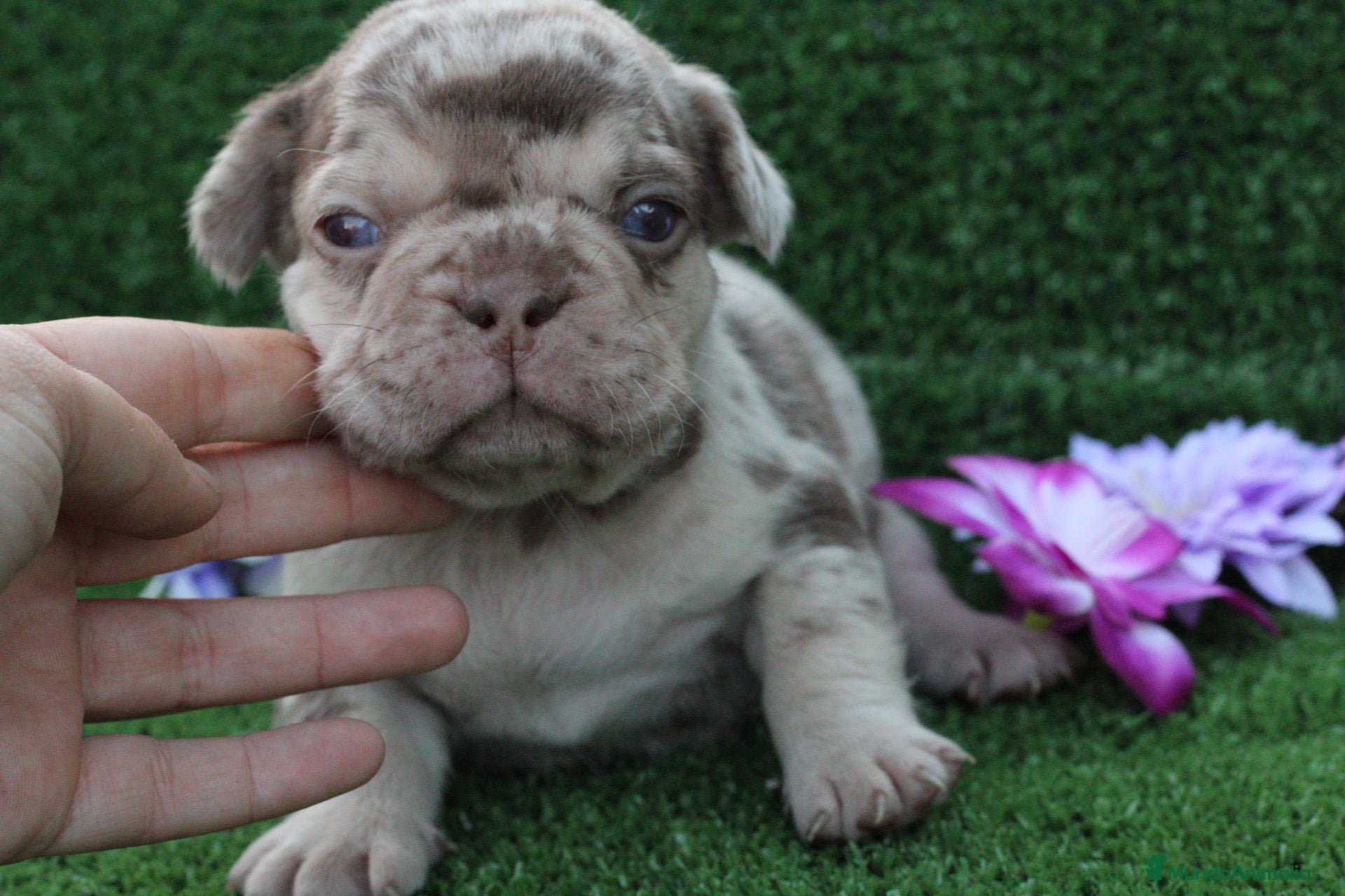 Bulldog Francés perros Bulldog francés exóticos  - Anuncio 1