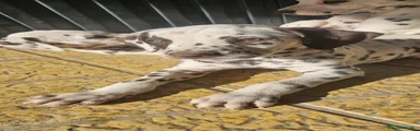 Dálmata Cachorro 2