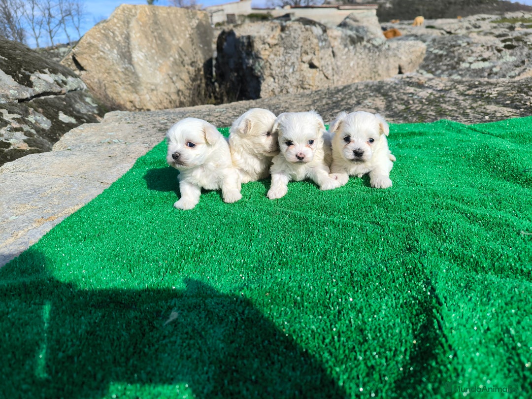 Bichón Maltés perros en venta: Camada de bichón maltes en Salamanca - Imagen 2