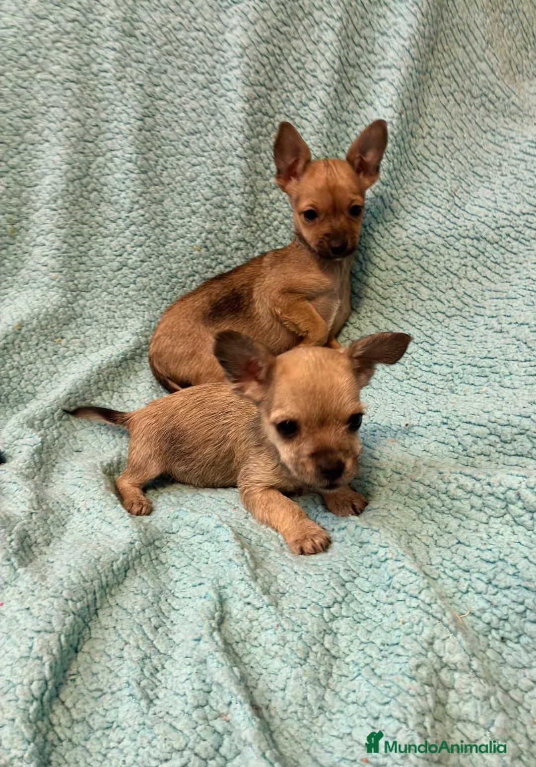 Raza Mixta perros en venta: Cruze de chihuahua - Anuncio 1