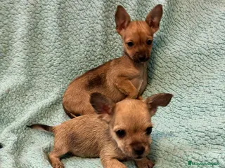 Raza Mixta perros Cruze de chihuahua - Anuncio 1