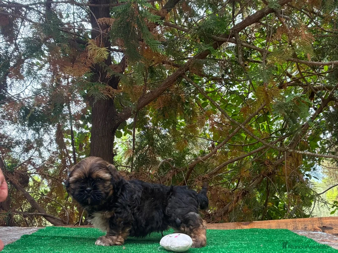 Shih Tzu perros en venta: Machitos de shih tzu - Anuncio 17