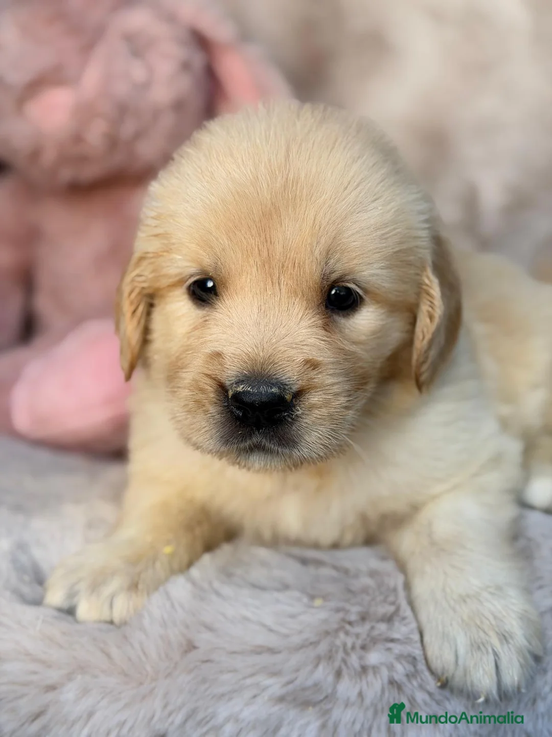 Golden Retriever perros en venta: GOLDEN RETRIEVER DORADO - Anuncio 14