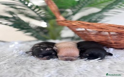 Chihuahua perros en venta: CHIHUAHUA - Imagen 14