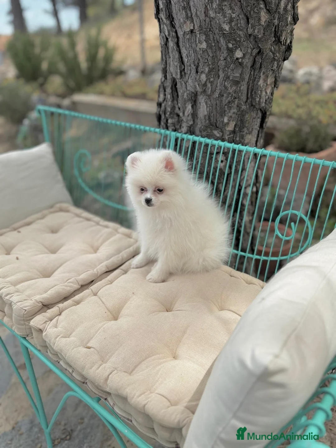 Pomerania perros en venta: Pomerania Hembra lista para entregar  - Anuncio 2