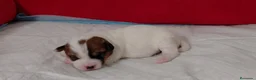 Jack Russell Terrier perros en venta: jack russell - Anuncio 4