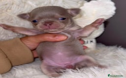 Chihuahua perros en venta: PRECIOSA CHIHUAHUA LINEA RUSA CABEZA DE MANZANA - Imagen 3