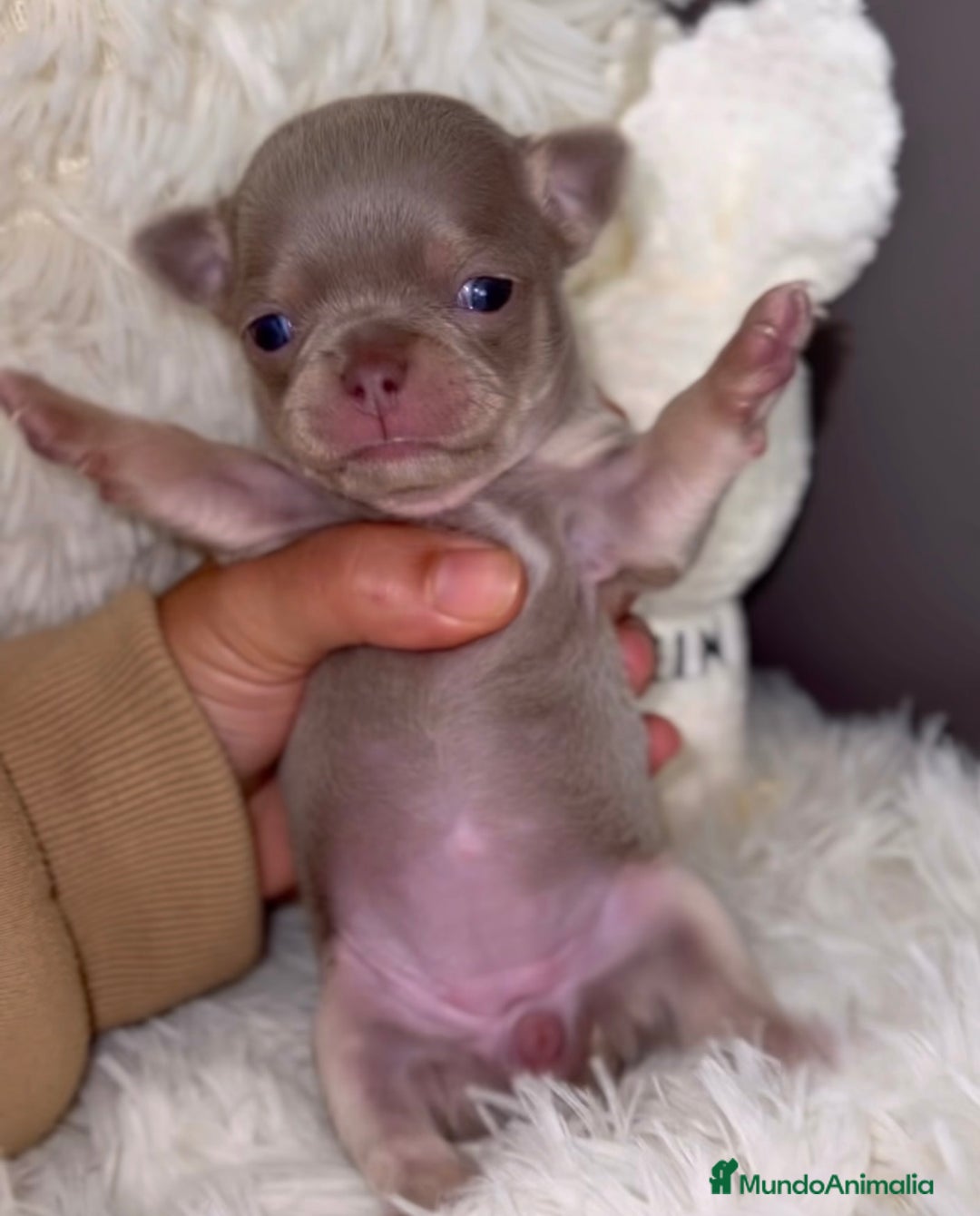 Chihuahua perros en venta: PRECIOSA CHIHUAHUA LINEA RUSA CABEZA DE MANZANA - Imagen 3