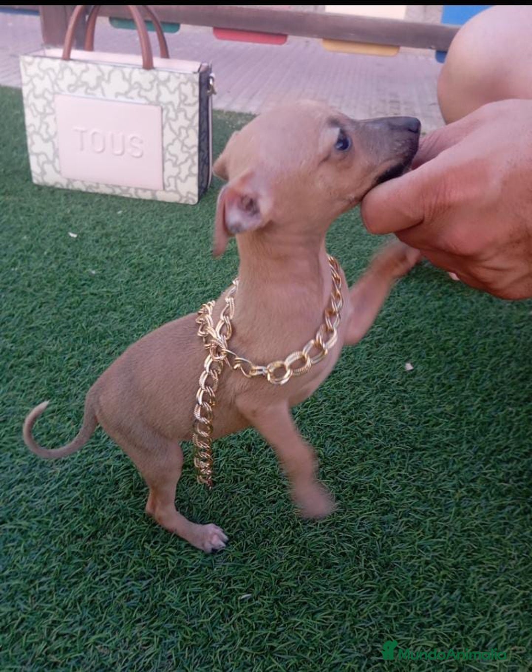 Whippet perros en venta: WHIPPET PICCOLO ITALIANO  - Imagen 4